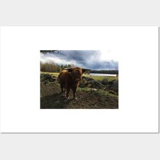 Scottish Highland Cattle Bull 2382 Posters and Art